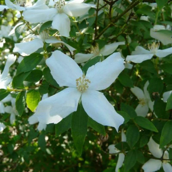 Jaśminowiec Silver Showers Philadelphus Silberregen