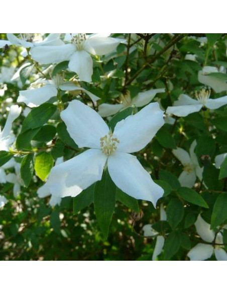 Jaśminowiec Silver Showers Philadelphus Silberregen