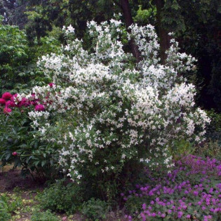 Jaśminowiec Silver Showers Philadelphus Silberregen 2