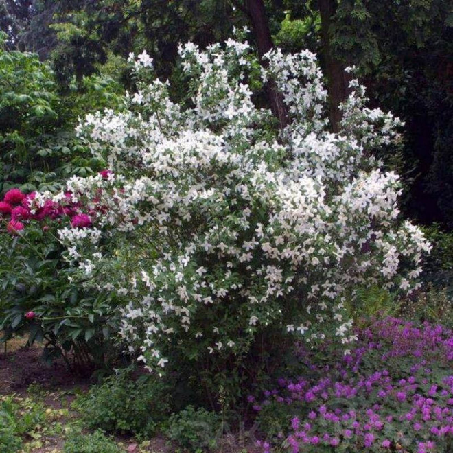 Showers Philadelphus Silberregen Jaśminowiec Silver