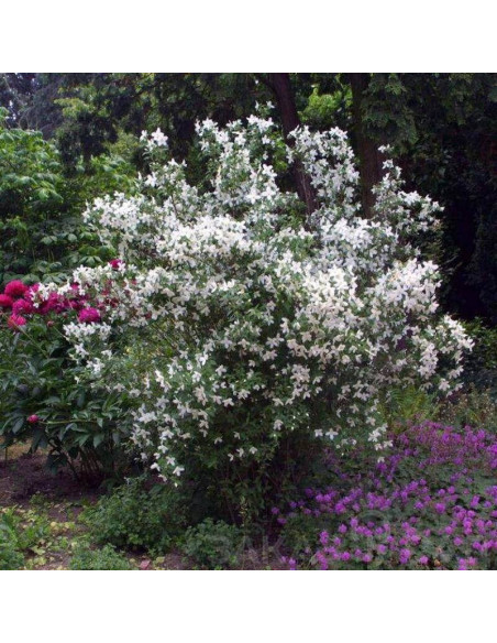 Showers Philadelphus Silberregen Jaśminowiec Silver