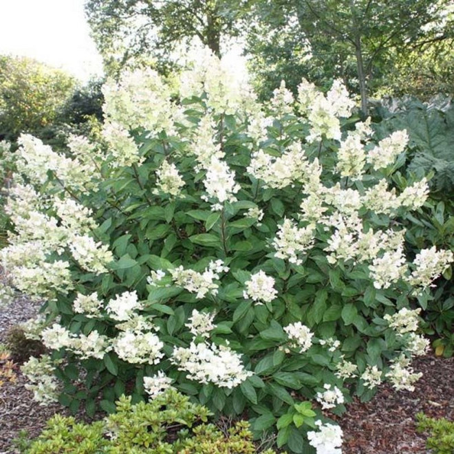 Floribunda Hortensja bukietowa Hydrangea paniculata