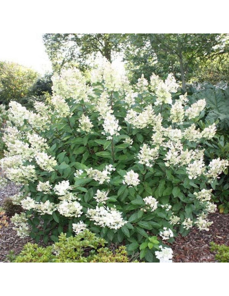 Floribunda Hortensja bukietowa Hydrangea paniculata