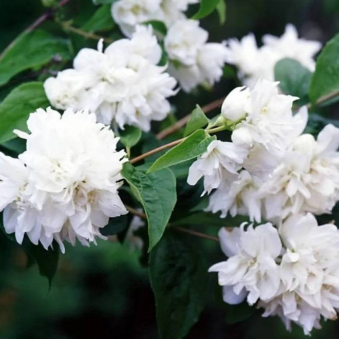 Jaśminowiec Minnesota Snowflake Philadelphus