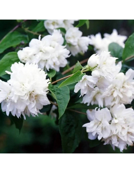 Jaśminowiec Minnesota Snowflake Philadelphus