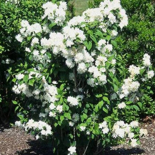 Jaśminowiec Minnesota Snowflake Philadelphus 2