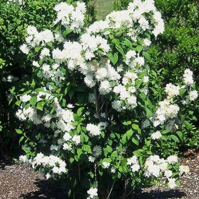 Snowflake Philadelphus Jaśminowiec Minnesota