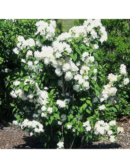 Snowflake Philadelphus Jaśminowiec Minnesota