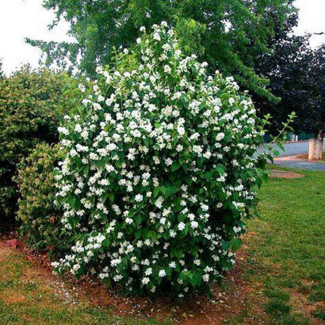 Jaśminowiec Minnesota Philadelphus Snowflake