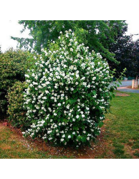 Jaśminowiec Minnesota Philadelphus Snowflake