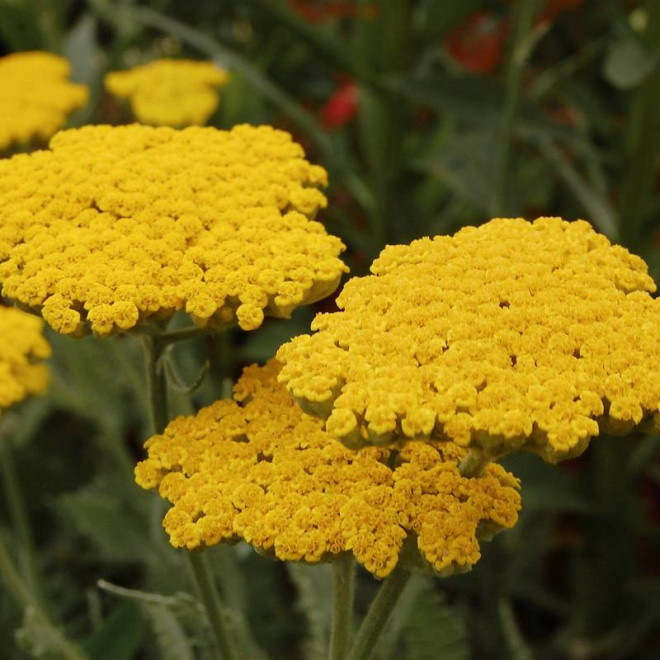 Krwawnik Coronation Gold Achillea filipendulina