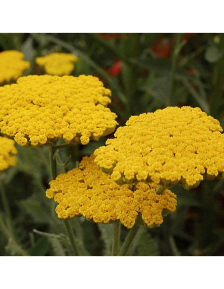 Krwawnik Coronation Gold Achillea filipendulina