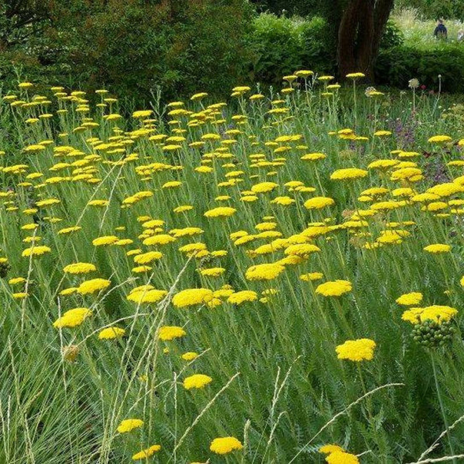 Gold Achillea filipendulina Krwawnik Coronation