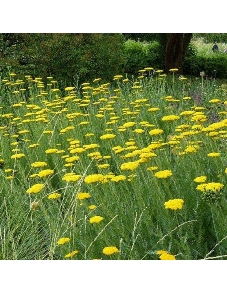Gold Achillea filipendulina Krwawnik Coronation