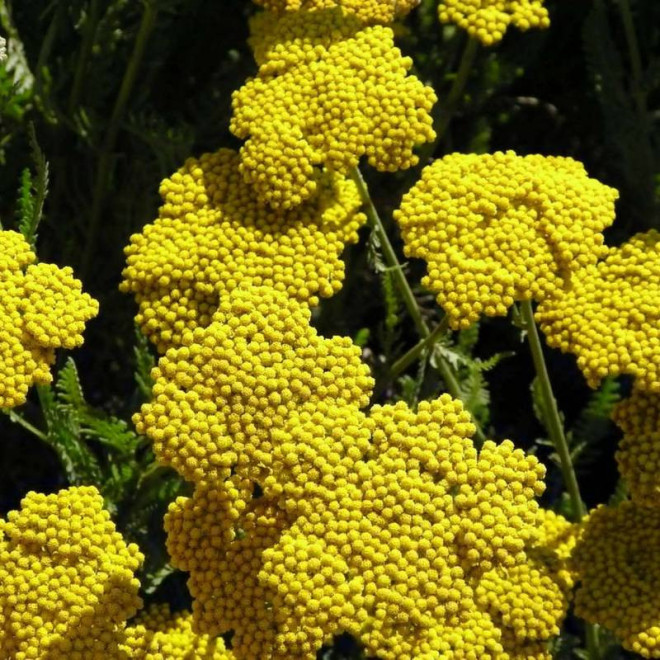 Krwawnik Achillea filipendulina Coronation Gold