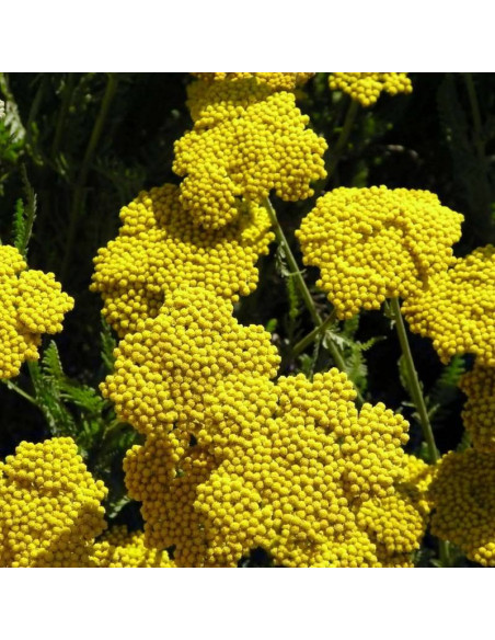 Krwawnik Achillea filipendulina Coronation Gold