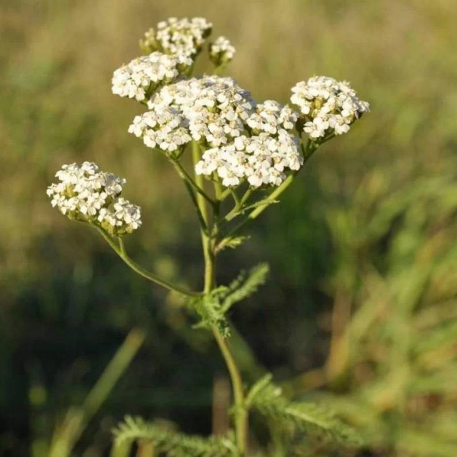 Krwawnik pospolity Achillea millefolium