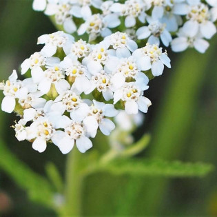 Krwawnik pospolity Achillea millefolium 2