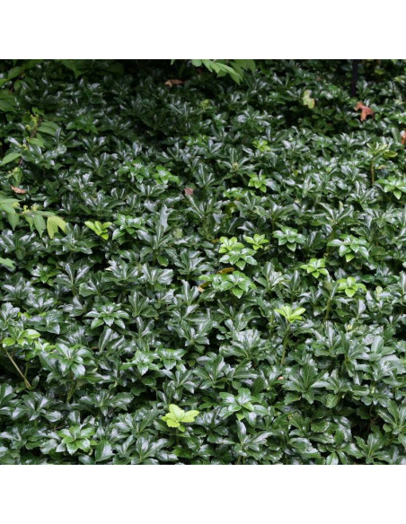 Runianka japońska Green Sheen Pachysandra terminalis