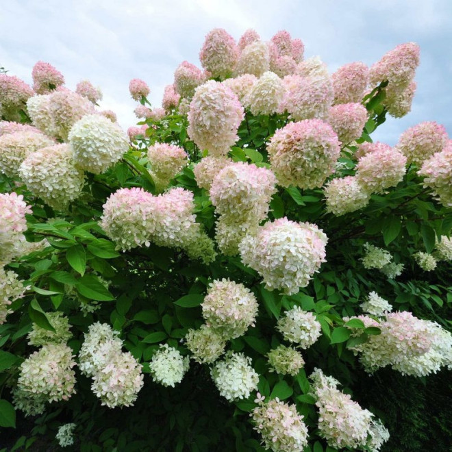 Hortensja bukietowa Grandiflora Hydrangea paniculata