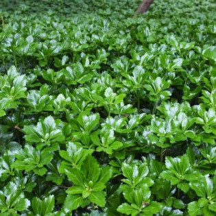 Runianka japońska Green Sheen Pachysandra terminalis 2