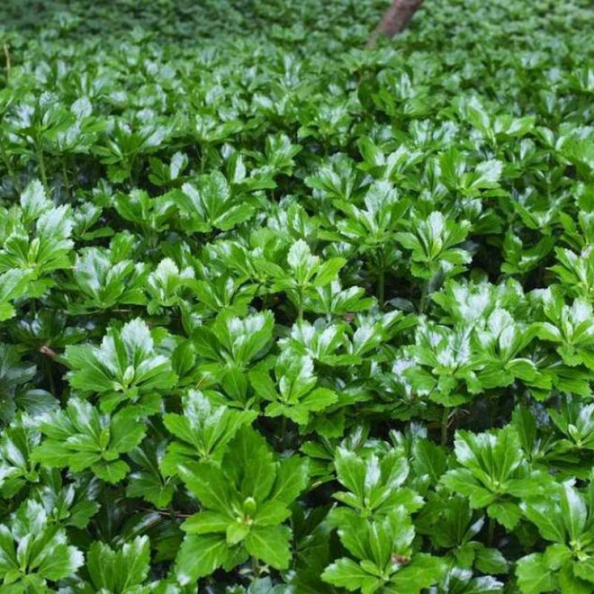 Green Sheen Pachysandra terminalis Runianka japońska