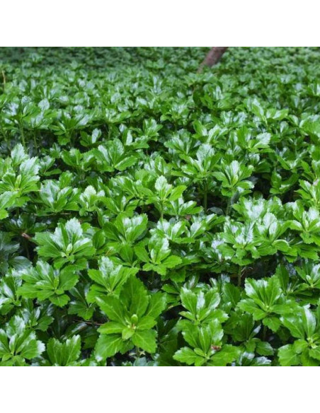 Green Sheen Pachysandra terminalis Runianka japońska