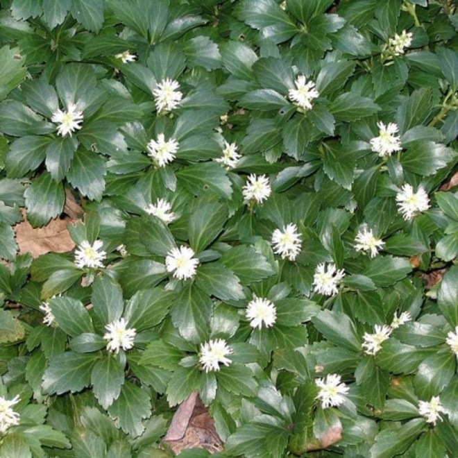 Runianka japońska Pachysandra terminalis Green Sheen