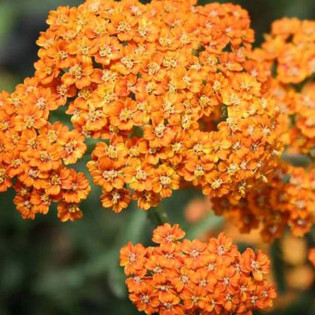 Terracota Achillea millefolium Krwawnik pospolity 2