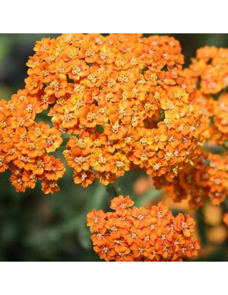 Krwawnik pospolity Terracota Achillea millefolium