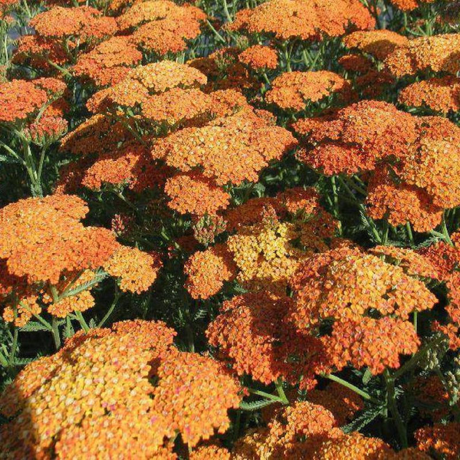 Terracota Achillea millefolium Krwawnik pospolity