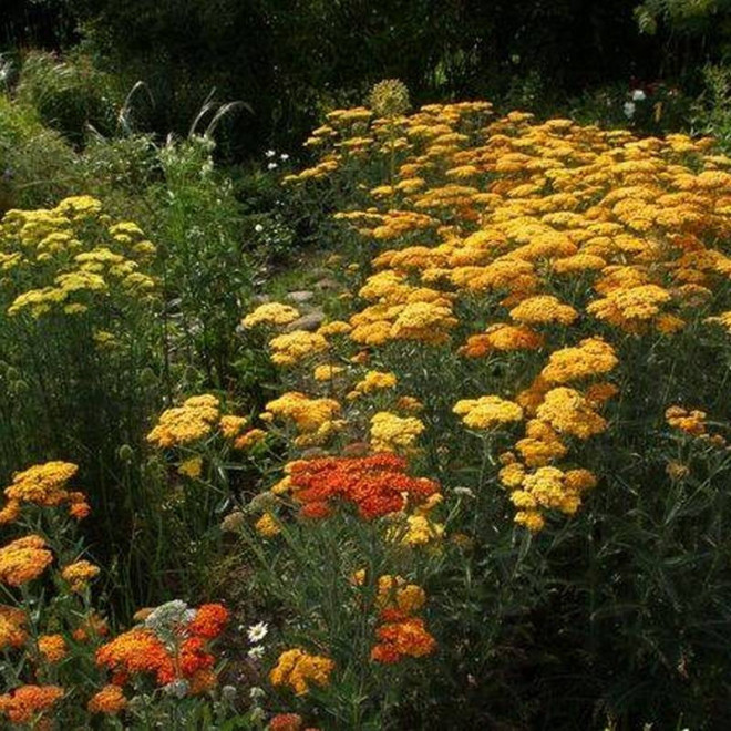 Krwawnik pospolity Achillea millefolium Terracota