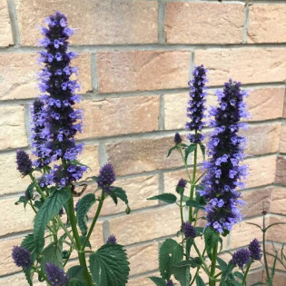 Kłosowiec Black Adder Agastache 2