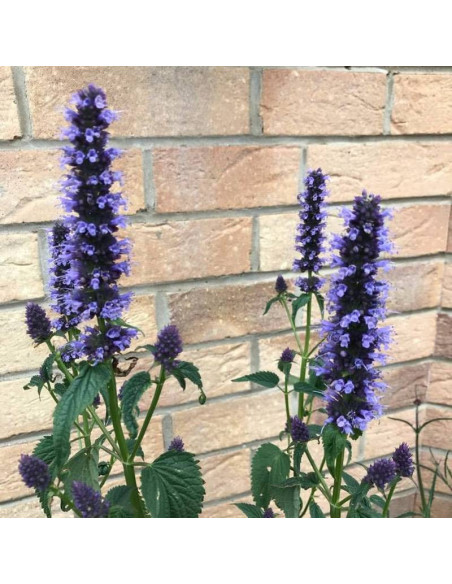 Black Adder Agastache Kłosowiec