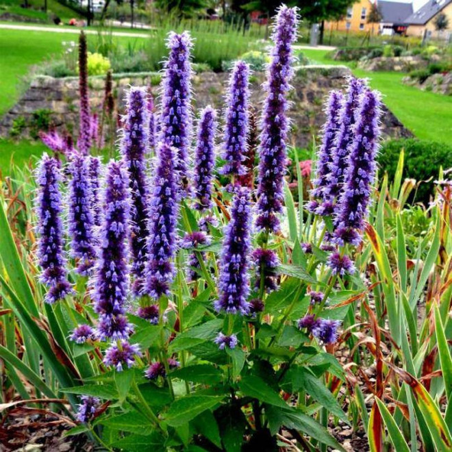 Kłosowiec Black Adder Agastache