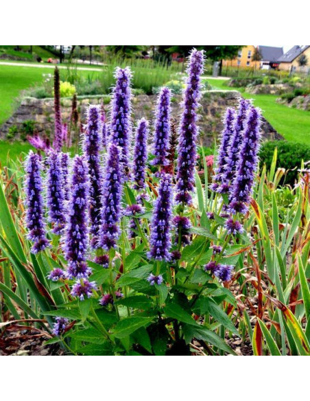 Kłosowiec Black Adder Agastache