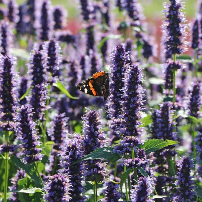 Kłosowiec Black Adder Agastache