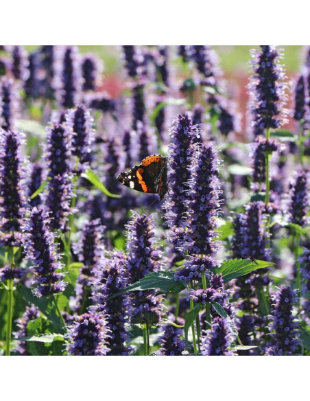 Kłosowiec Black Adder Agastache