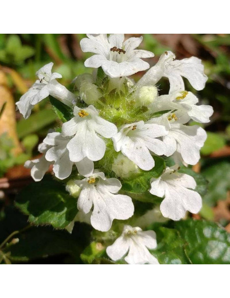 Dąbrówka rozłogowa Alba Ajuga reptans