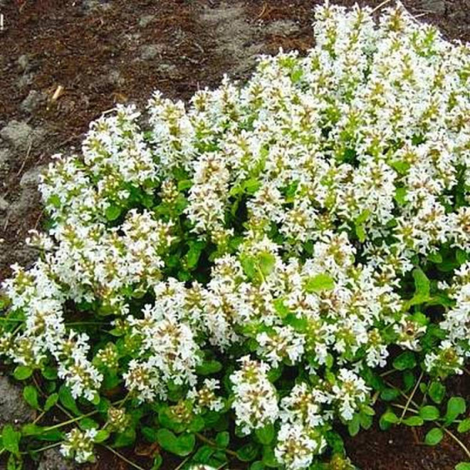 Alba Ajuga reptans Dąbrówka rozłogowa