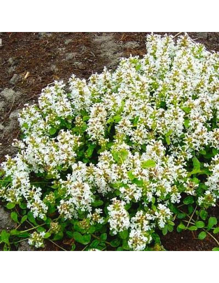 Alba Ajuga reptans Dąbrówka rozłogowa