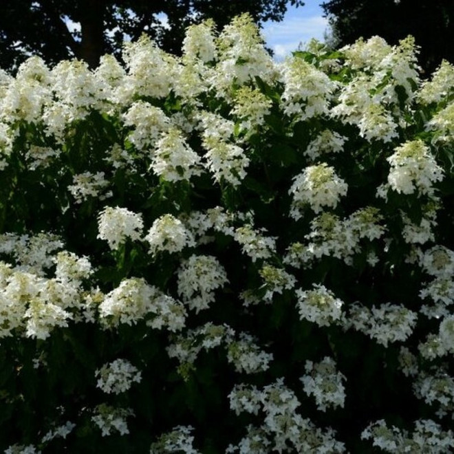 Great Star Le Vasterival PBR Hortensja bukietowa Hydrangea paniculata