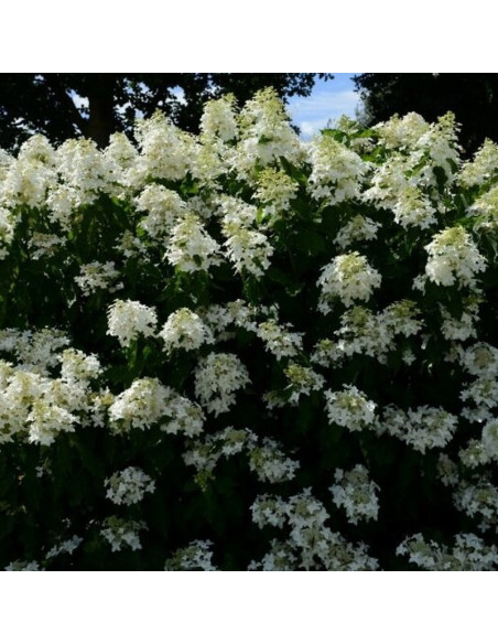 Great Star Le Vasterival PBR Hortensja bukietowa Hydrangea paniculata