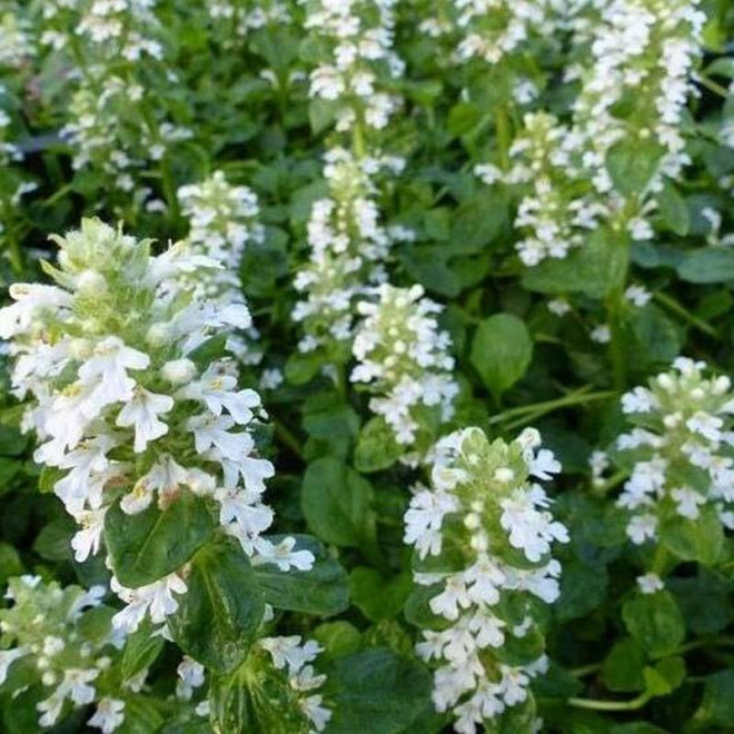 Dąbrówka rozłogowa Ajuga reptans Alba