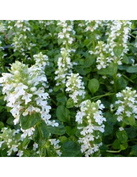 Dąbrówka rozłogowa Ajuga reptans Alba