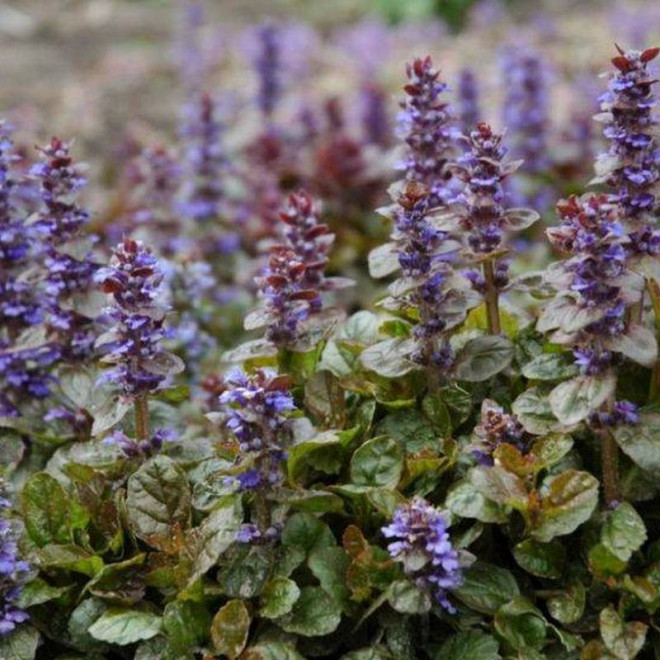 Dąbrówka rozłogowa Atropurpurea Ajuga reptans