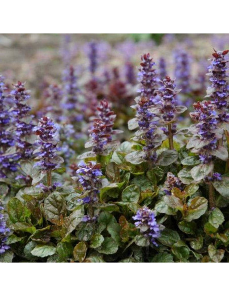 Dąbrówka rozłogowa Atropurpurea Ajuga reptans