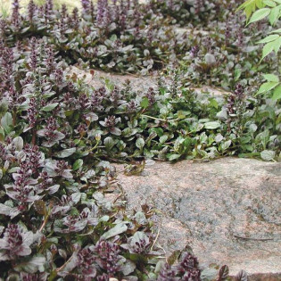 Dąbrówka rozłogowa Atropurpurea Ajuga reptans 2