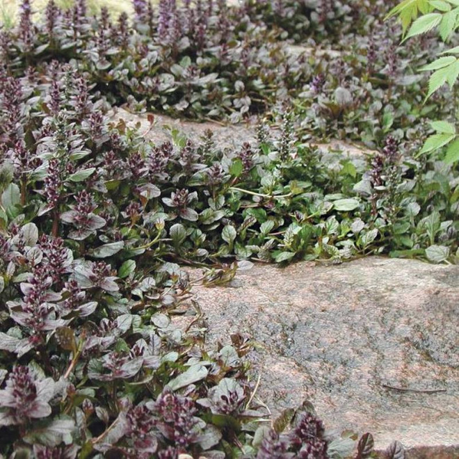 Atropurpurea Ajuga reptans Dąbrówka rozłogowa