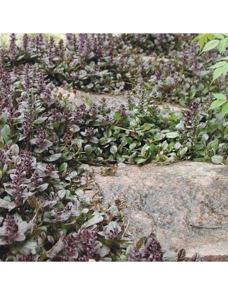 Atropurpurea Ajuga reptans Dąbrówka rozłogowa